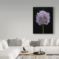 Védjegy képzőművészet 'Allium virág' vászon művészet Assaf Frank