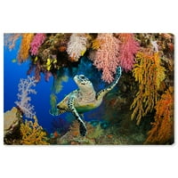 Wynwood Studio Sautical and Coastal Wall Art vászon nyomatok 'Hawksbill teknős Fiji: David Fleetham' Marine Life -