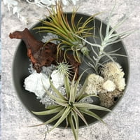 La Jolla Shores-levegő növény és moha asztaldísz tál